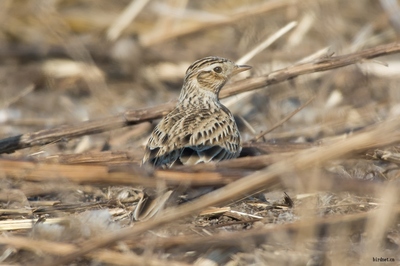 不老屯的百灵或云雀?