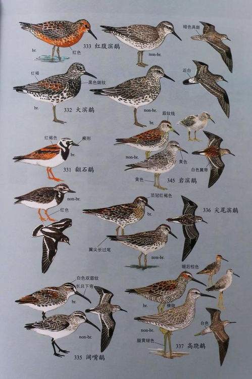 终于,我也拥有了马敬能先生的 中国鸟类野外手册