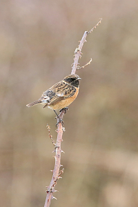 站在木桩上的野生飞禽高清图片免费下载_觅元素