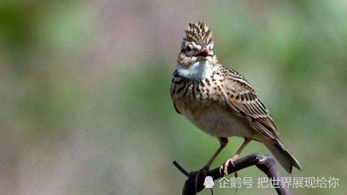 中国民间故事 云雀姑娘的传说