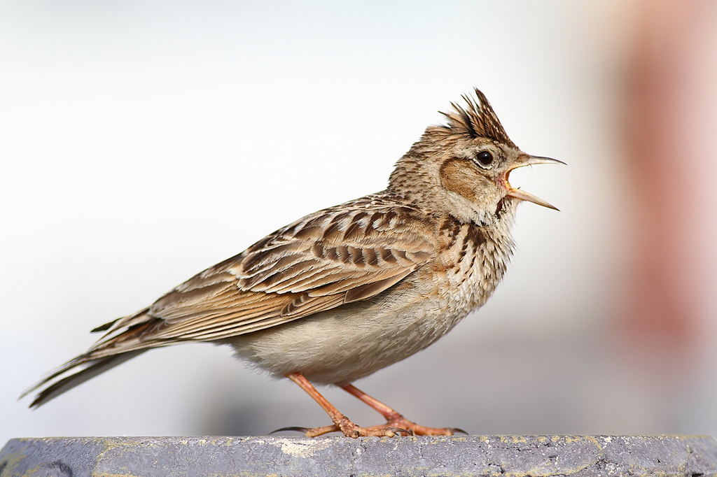 云雀：蓝天下的歌唱家