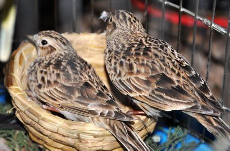 云雀与鱼鳞燕的区别