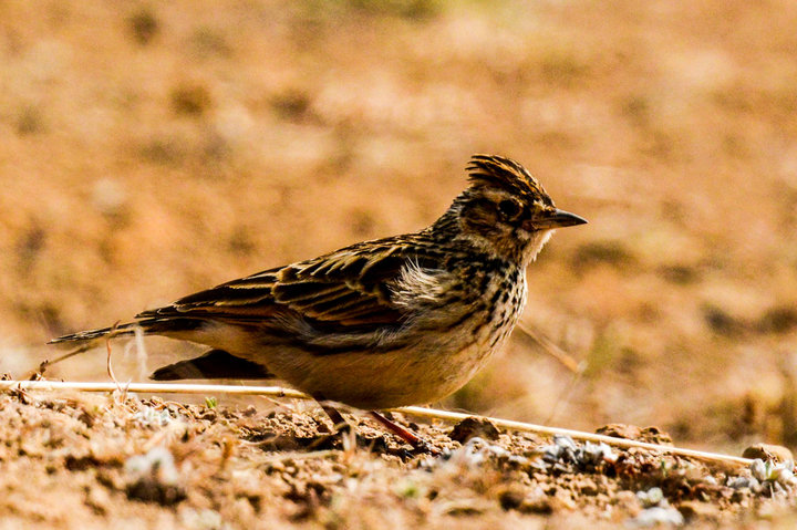 生态摄影中的灵动之音 云南昭通小云雀摄影作品欣赏