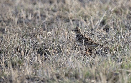 吉木萨尔湿地公园美景，引得众鸟归巢云雀欢