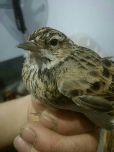 云雀性别鉴定 如何区分公母