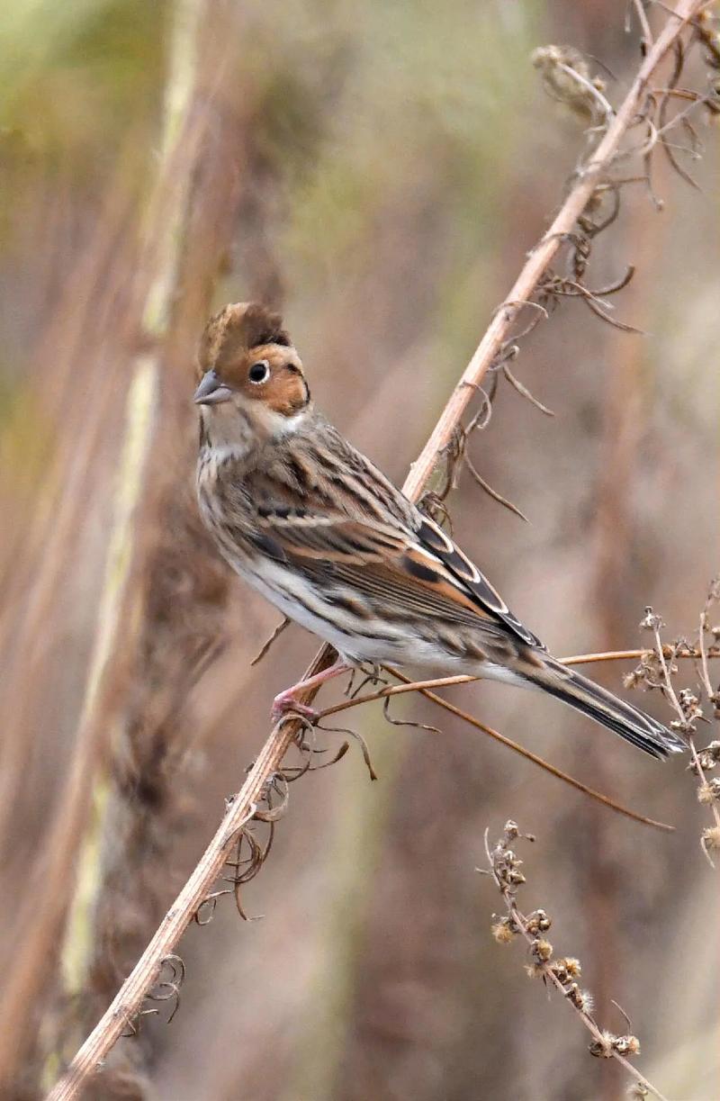 小云雀 大自然中的音乐使者