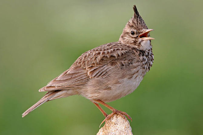 云雀类图片大全 翱翔天际的灵动歌者