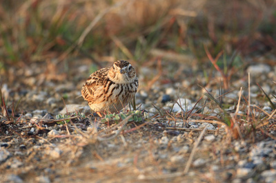 美丽黄雀鸟之倒钩线 森林土地上的云雀风景