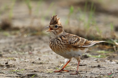 怒发冲冠——解析《云雀》中的情感与意象