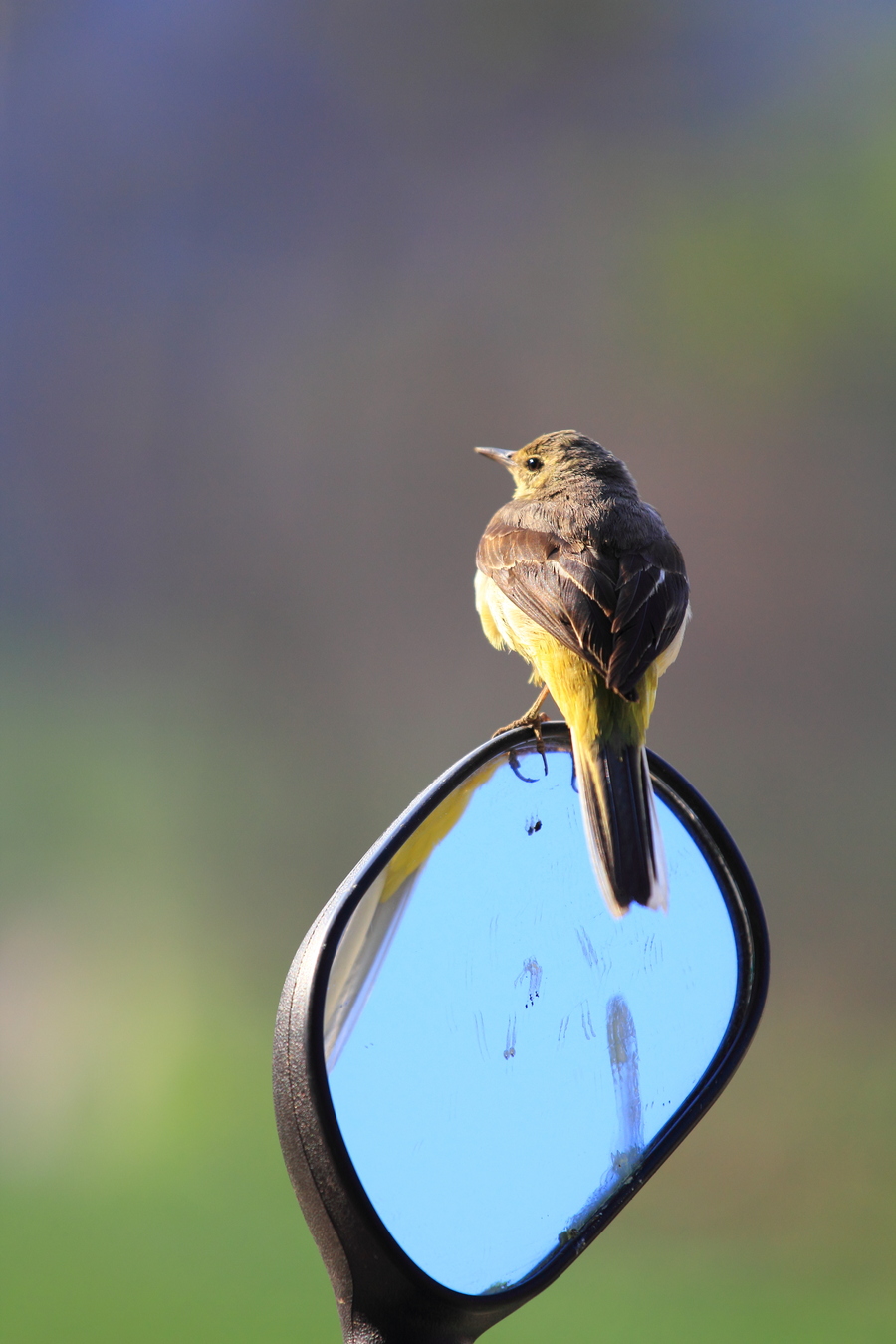 县城生态之美 灵动云雀的镜头捕捉