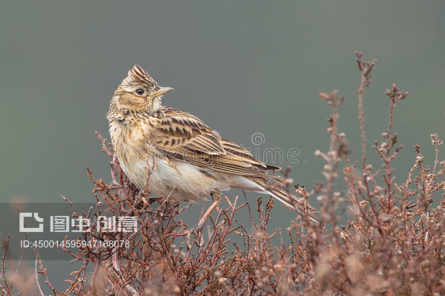 云雀 草原上的天空歌者