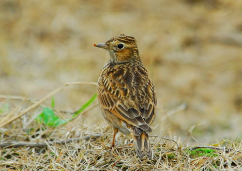 城市上空的歌者 乌鸫与云雀的鸣唱交响