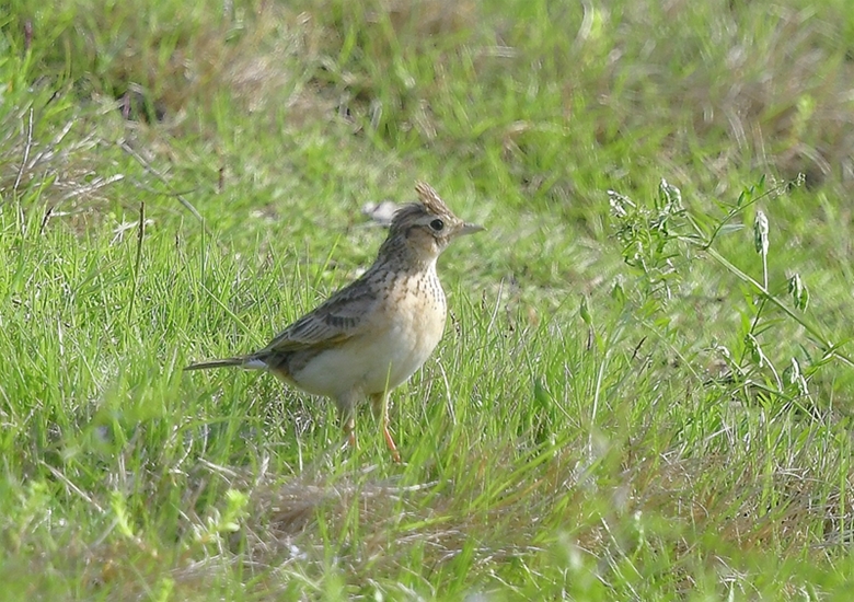 云雀之影 生态视野中的灵动诗篇