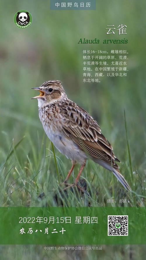 中国野鸟日历丨云雀 直冲云霄的草原歌者