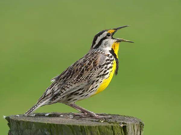 古典吉他是上的云雀