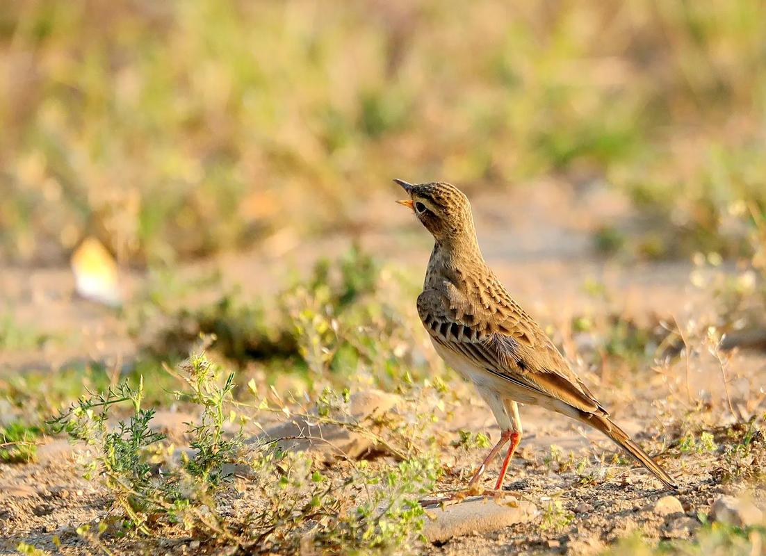 白河畔的精灵——记一次与云雀的邂逅