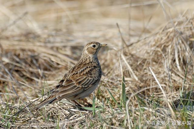 云雀饲养入门 如何选择合适的饲养器具与环境布置