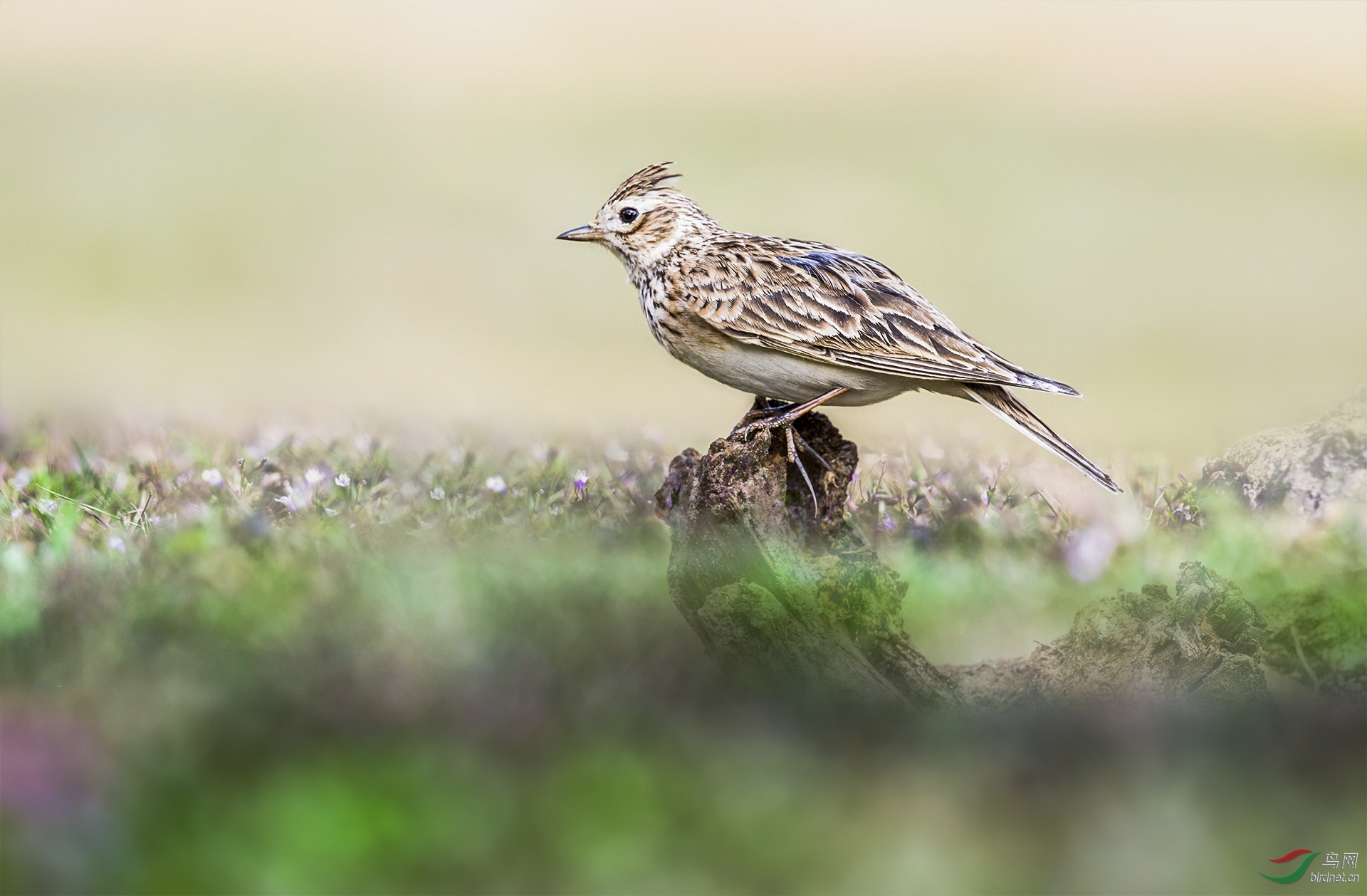 小云雀与云雀 天空歌者的生命乐章
