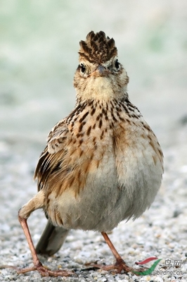 小云雀之歌 翱翔天际的自由精灵